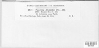 Puccinia absinthii image